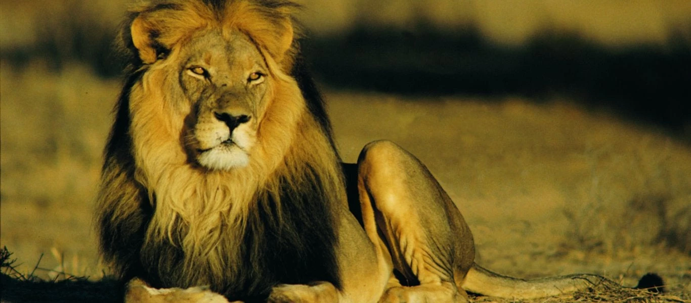 Η επική μάχη ενός λευκού τίγρη με ένα λιοντάρι – Βίντεο